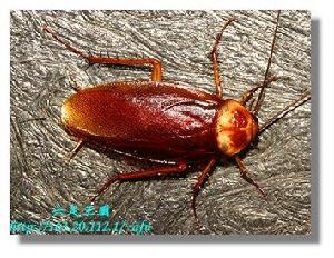 美洲蜚蠊 美洲蜚蠊