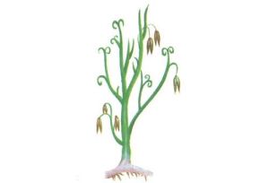 龍華山工蕨 龍華山工蕨