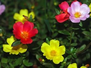 馬齒莧科 馬齒莧科