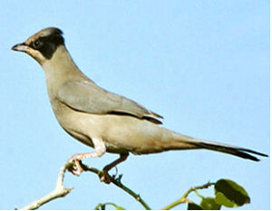 南美針尾雀 南美針尾雀