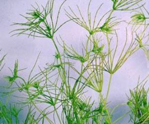 近緣橋彎藻 近緣橋彎藻