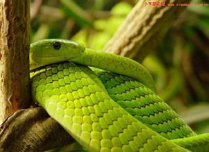 曼巴蛇屬 曼巴蛇屬