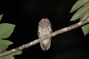 桑島角鴞 桑島角鴞