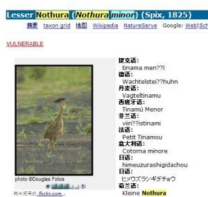 Lesser Nothura (Nothura minor) (Spix, 1825)