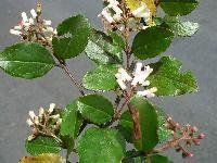 台東莢蒾 台東莢蒾