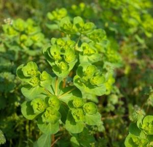 貓眼大戟 貓眼大戟