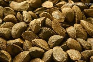 巴西堅果 巴西堅果