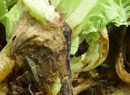 生菜腐敗病 生菜腐敗病