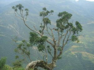 四里柱村 四里柱村