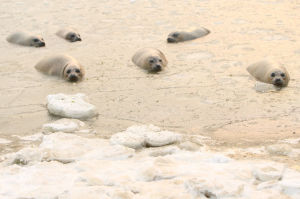 大連國家級斑海豹自然保護區 大連國家級斑海豹自然保護區