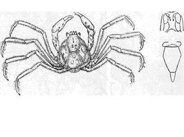 凹背新尖額蟹 凹背新尖額蟹