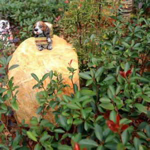 西子糯2號 西子糯2號