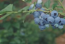 大苞越桔組 大苞越桔組