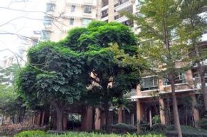 雲南幌傘楓 雲南幌傘楓