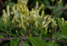 黃花忍冬[中醫藥]