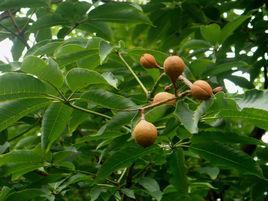 雲南七葉樹 雲南七葉樹
