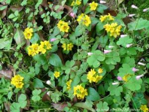 聚花過路黃 聚花過路黃