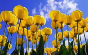 豪華鬱金香 豪華鬱金香