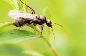 飛蟻[動物界昆蟲]