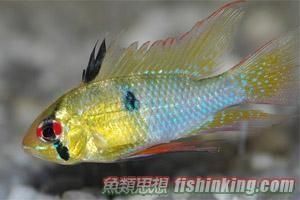 七彩鳳凰 七彩鳳凰