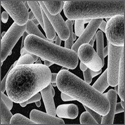 瑞士乳桿菌 瑞士乳桿菌