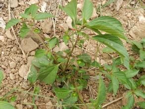 短序鐵莧菜 短序鐵莧菜