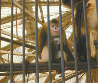 動物園裡展出的滇金絲猴
