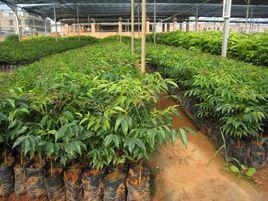 廣西高峰林場 廣西高峰林場