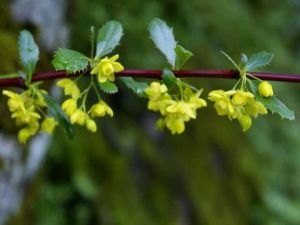 安寧小檗(原變種) 安寧小檗(原變種)