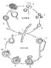 德地腐霉 德地腐霉