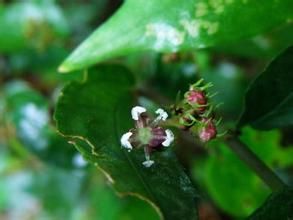 長柄赤車 長柄赤車