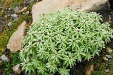 紫苞香青 紫苞香青