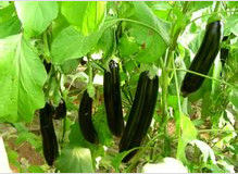 茄子V型整枝栽培 茄子V型整枝栽培