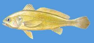 小黃魚（Pseudosciaena polyactis）