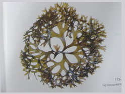 扇形叉枝藻 扇形叉枝藻