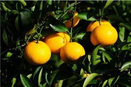 建陽桔柚 建陽桔柚