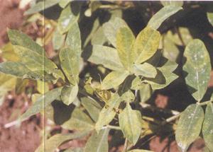 花生芽枯病毒病