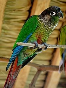 綠頰錐尾鸚鵡