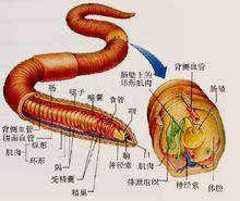 蚯蚓結構圖