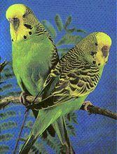 虎皮鸚鵡