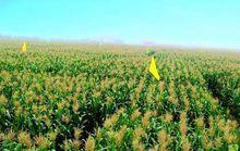 子乾村[山西省忻州市原平市子乾鄉下轄村]