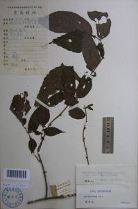 毛枝光葉樓梯草 毛枝光葉樓梯草