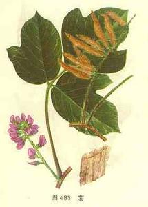 麻黃葛根湯 麻黃葛根湯