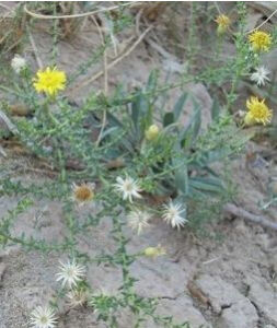 裏海旋覆花 裏海旋覆花