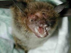 大掌鼠耳蝠