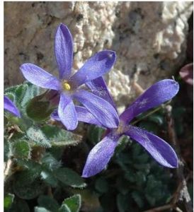 毛葉藍鐘花 毛葉藍鐘花