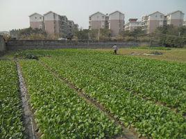 前進村[福建廈門集美區後溪鎮轄村]