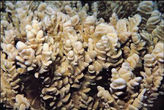 異波紋珊瑚