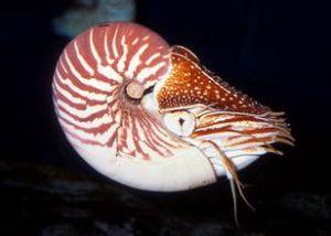 大臍鸚鵡螺 大臍鸚鵡螺