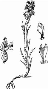 關刀溪線柱蘭 關刀溪線柱蘭